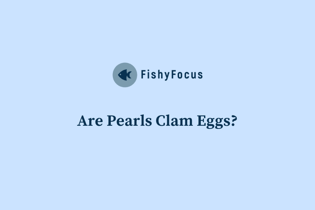 Are Pearls Clam Eggs