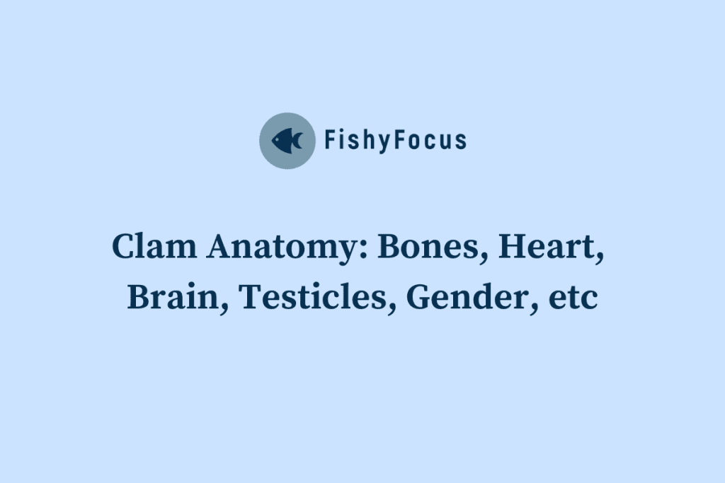 Clam Anatomy Bones, Heart, Brain, Testicles, Gender & More